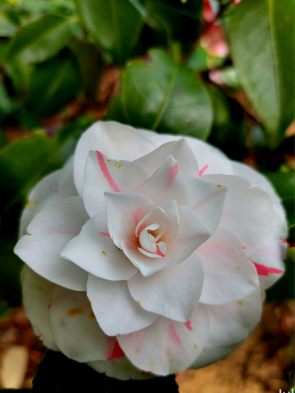 A double white camellia japonica with a few splashes of bright pink against out of focus deep green foliage