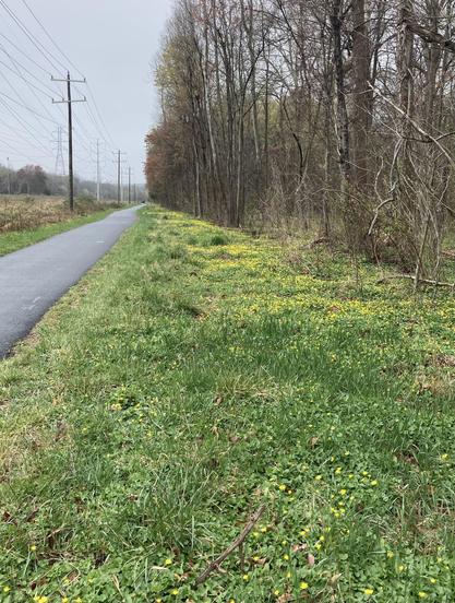 Yellow flowers at the edge of a trail and a utility easement, stretching off to infinity