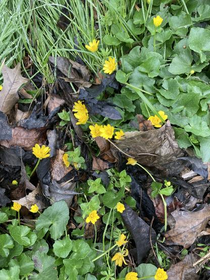 Close view of the Lesser Celandine, a pretty bright-yellow flower with glossy dark green leaves that look a little bit like giant versions of violet leaves