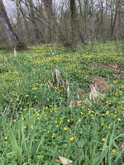 A wet woods where the ground is covered with Lesser Celandine