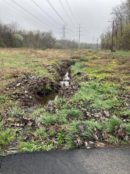 A small seasonal stream running under some power lines, showing how flowing water is spreading the Lesser Celandine