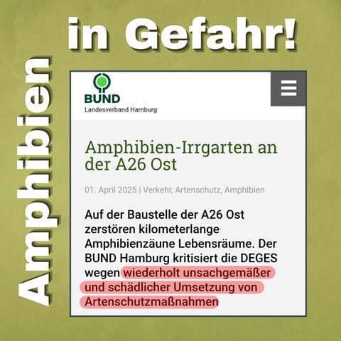 Über einem Ausschnitt eines Artikels des BUND steht fett "Amphibien in Gefahr".
Der Ausschnitt: "Amphibien-Irrgarten an der A26 Ost datiert am 01. April 2025: Auf der Baustelle der A26 Ost zerstören kilometerlange Amphibienzäune Lebensräume. Der BUND Hamburg kritisiert die DEGES wegen wiederholt unsachgemäßer und schädlicher Umsetzung von Artenschutzmaßnahmen."