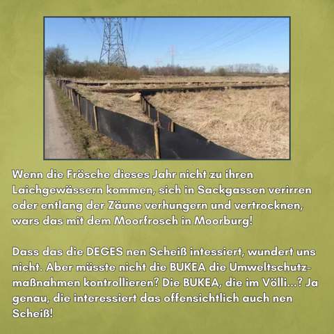 Ein Foto zeigt Amphibien Zäune neben einem Weg, auf einer trockenen Grasfläche, im Hintergrund ein Strommast. 
Unter dem Bild steht: Wenn die Frösche dieses Jahr nicht zu ihren Laichgewässern kommen, sich in Sackgassen verirren oder entlang der Zäune verhungern und vertrocknen, wars das mit dem Moorfrosch in Moorburg! 
Dass das die DEGES nen Scheiß intessiert, wundert uns nicht. Aber müsste nicht die BUKEA die Umweltschutz-maßnahmen kontrollieren? Die BUKEA, die im Völli...? Ja genau, die interessiert das offensichtlich auch nen Scheiß!