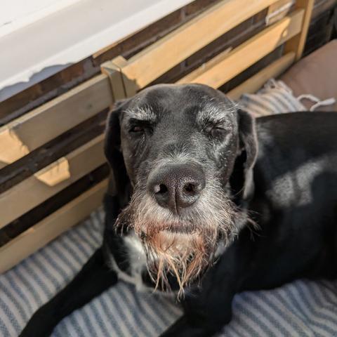 Nahaufnahme meines Mischlingsrüden Gari, der die Schnauze genießend Richtung Sonne streckt. Gari liegt auf einem Kissen auf einer hölzernen Balkonliege. Er ist ein großer schwarzer Rüde mit weißer Brust, der allmählich um Augen und Schnauze ebenfalls weißer wird.