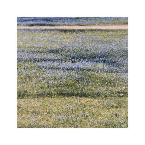 detail of a park with a lot of green grass filled up with tiny blue scilla flowers. some big trees cast some interesting shadow pictures. in the background there's a horizontal stripe of a pathway crossing the view, cutting the scene into different layers