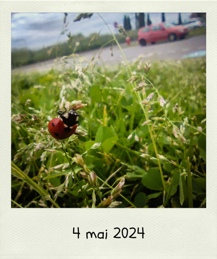 photo d'une coccinelle dans l'herbe et une voiture rouge en fond dans un cadre façon Polaroid