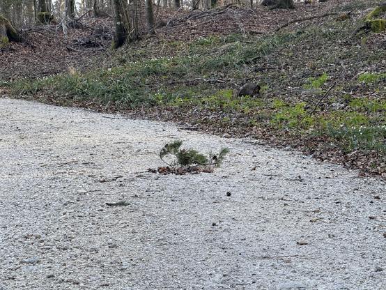 A branch with green needles lie on the hiking trail in a way that it looks like a small strange creature is taking in food.