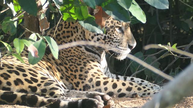Femelle jaguar allongée sur la berge, à moitié cachée par les feuillages au soleil.