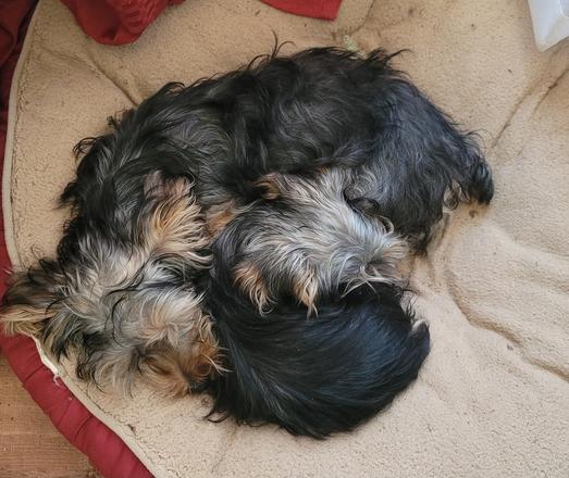 Two Yorkie mix puppies snuggling together on a tan and red dog bed.