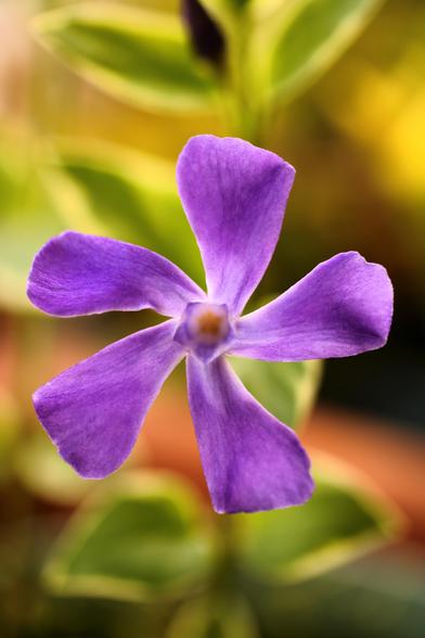 La pervinca, conosciuta anche con il nome scientifico Vinca, è una pianta erbacea perenne che produce fiori piccoli e delicati. I suoi fiori, generalmente di un affascinante colore viola-bluastro (ma possono variare dal bianco al rosa in alcune varietà), hanno una forma a cinque petali disposti a spirale, che ricorda una piccola elica.