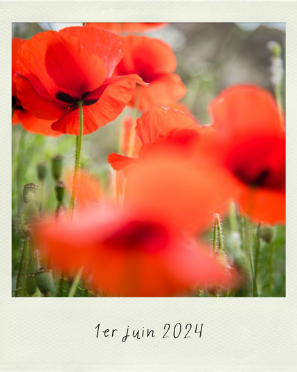 des coquelicots vus du sol, dans un cadre genre Polaroid