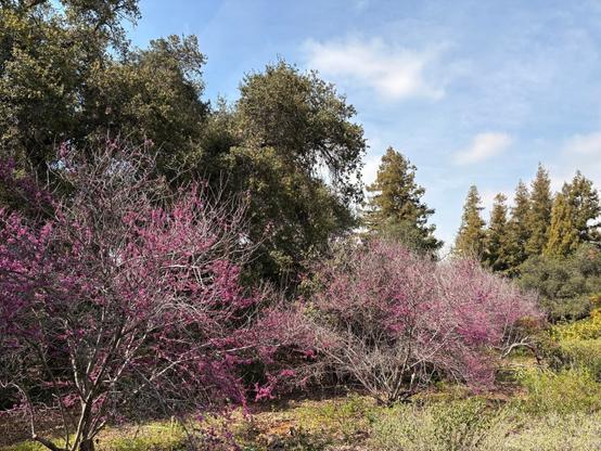Flowering western redbud trees with bright pink blossoms in the foreground, contrasting against darker evergreen oaks and tall conifers in the background. A clear blue sky with scattered clouds tops the scene, creating a peaceful spring landscape. Yellow wildflowers dot the ground beneath the trees, suggesting a natural park or garden setting.​​​​​​​​​​​​​​​​