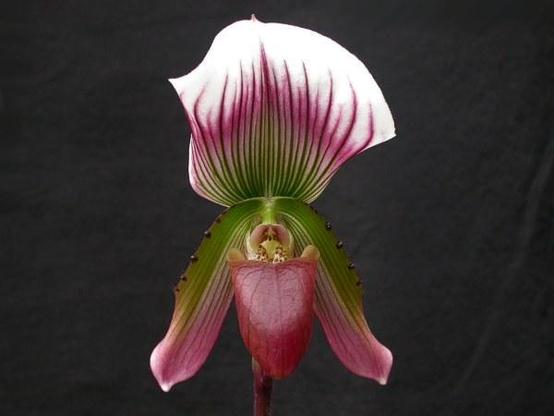 A picture of Paphiopedilum callosum