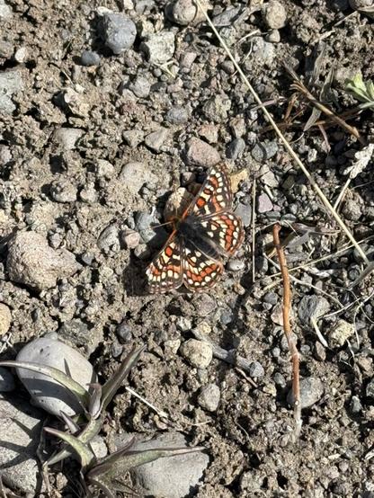 A small butterfly with a very intricate red - orange - yellow - black pattern getting some warmth on the ground. The butterfly is called Edith's Checkerspot.
