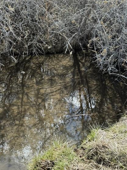 A little creek that runs under a thicket of dried brush. The water reflects the vegetation, clouds and sky.