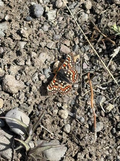 A small butterfly with a very intricate red - orange - yellow - black pattern getting some warmth on the ground. The butterfly is called Edith's Checkerspot.