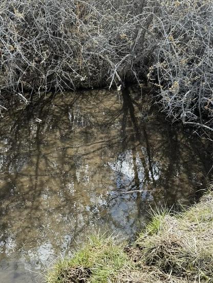 A little creek that runs under a thicket of dried brush. The water reflects the vegetation, clouds and sky.