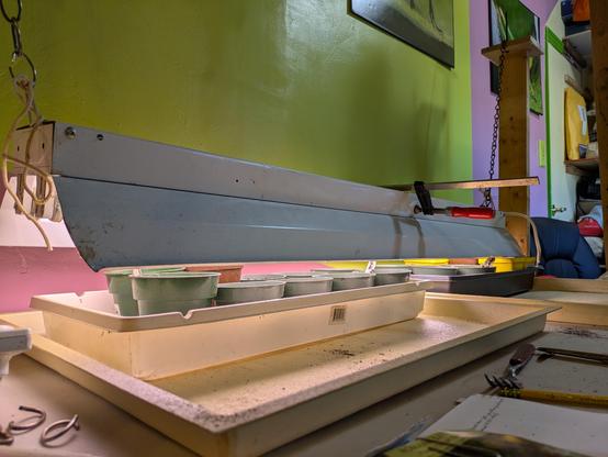 A 4 foot long fluorescent light fixture hung low over trays with a couple of dozen small pots in them. The background is a bright green wall.