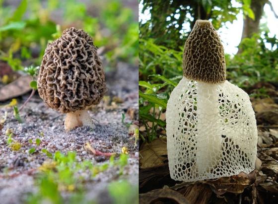 ①Source [https://pixabay.com/]

Left: Morel (March-April, grows in clusters near cherry tree roots)

Right: Lace-cap Mushroom (May-July, appears in bamboo groves, with a strong odor)

左：アミガサタケ(3〜4月、桜の根元などで群生)

右：キヌガサタケ(5〜7月、竹林で発生、強い臭いがある）