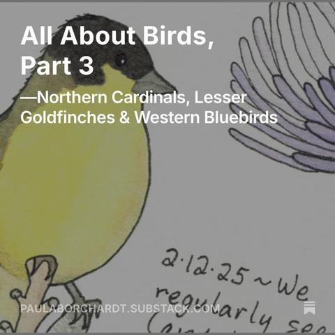 My watercolor art of a Lesser Goldfinch, with text overlaid that reads "All About Birds, Part 3 - Northern Cardinals, Lesser Goldfinches & Western Bluebirds" - paulaborchardt.substack.com