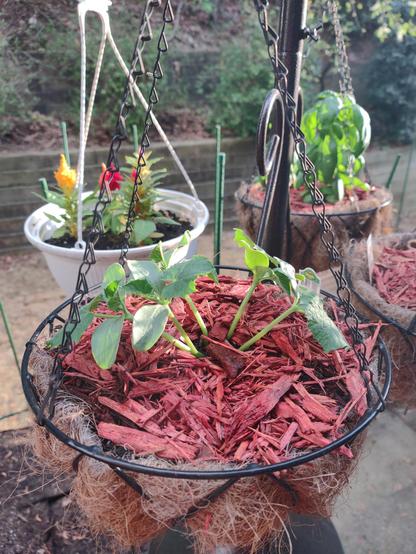 Cucumber plant in a brown hanging basket with red mulch.