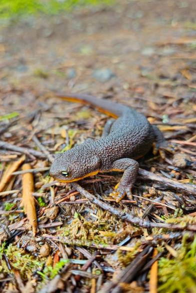 The image shows a rough-skinned newt on a forest floor. The amphibian has a textured skin and is dark with some orange coloring, particularly on its underside and limbs. The ground is covered with twigs, moss, and leaves.