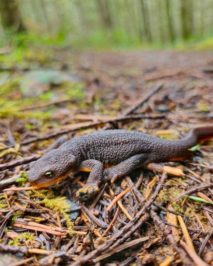 The image shows a rough-skinned newt on a forest floor. The newt has a bumpy, dark skin texture and is surrounded by twigs and bits of foliage.