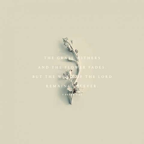 The grass withers and the flower fades but the word of the LORD remains forever. 1Peter 1:14

White font on an ivory background with a slightly darker dried flower in the center behind the text