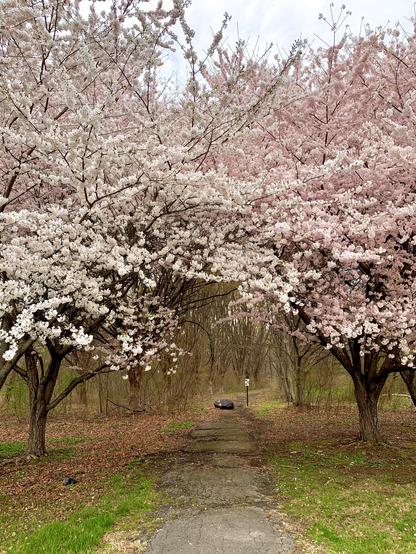 A weathered, narrow paved path goes beneath a canopy of cherry blossoms, disappearing into the still-bare woods beyond.