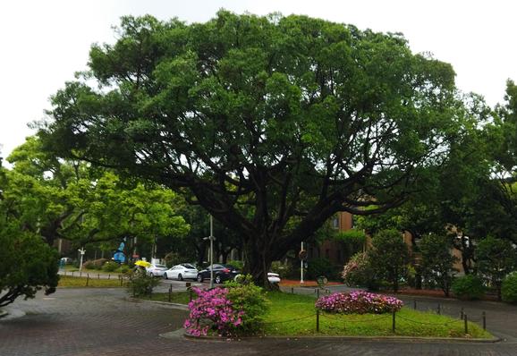 A beautiful, large, intensely green and somewhat umbrella-shaped tree on the park-like campus of NTU.