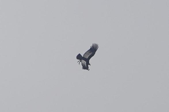 Large black vulture with big white panels on the upperside of the wings, soaring in a grey sky with its primary feathers spread.