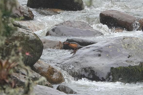 Orange duck with dark oily-coloured upperparts, a stiff tail and a bright red bill standing on a wet boulder in the middle of a rushing stream.