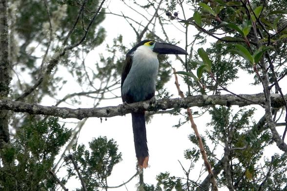 Toucan sitting on branch - the bill is all black, the underside is bluish with a white throat, and the upperside and tail are dark.