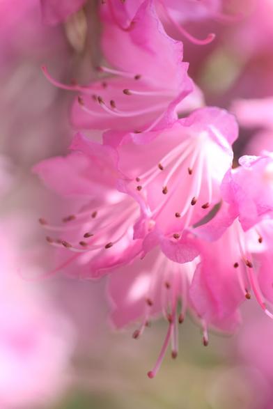 Pink azalea flowers in full bloom. Petals and stamens are stretching over downwards.