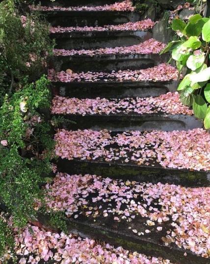 Pink Rose Petals on stairs