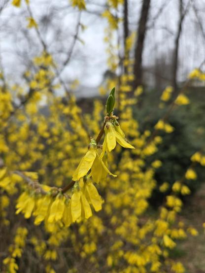 Close up of yellow forsythia flowers. The flowers point downward with four thin petals opening outward. There are small drops of water on the petals. At the end of the thin branch with the flowers are two young green leaves pointing upward. In the background, there is the rest of the yellow forsythia bush blurred. It is a cloudy day.