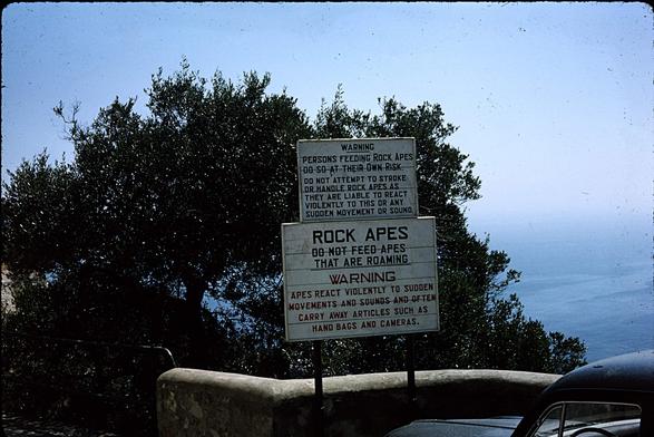 A blue car parked at a low wall. There's a scrubby tree which obscures a view of the ocean. Between the wall and the car is a sign: 
Warning:
Persons feeding Rock Apes do so at their Own Risk. Do not attempt to stroke or handle Rock Apes as they are liable to react violently to this or any sudden movement or sound. 

Rock Apes
Do not feed apes that are roaming

Warning
Apes react violently to sudden movements and sounds and often carry away articles such as hand bags and cameras