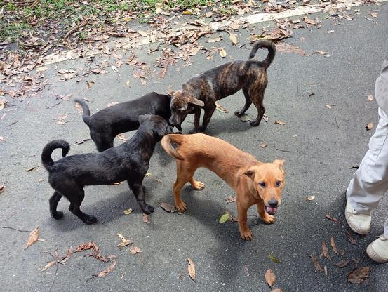 an orange puppy on a road with three other puppies, two black and one black and brown, behind him.