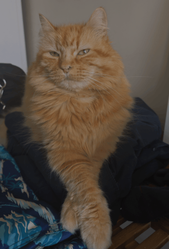Ginger cat laying on folded clothes
