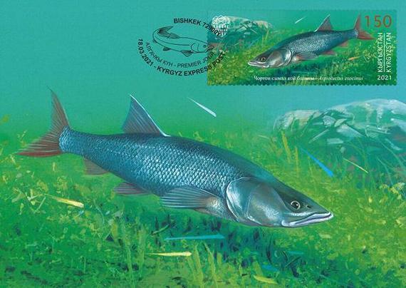 A picture of Aspiolucius esocinus