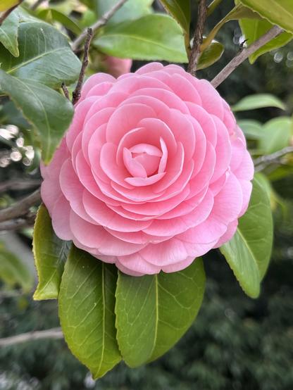 Pink camellia flower with dozens of very tidy petals, including at its center.