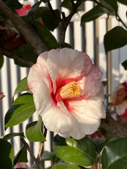 A white and red camellia flower with an irregular pattern, with strong yellow stamens.