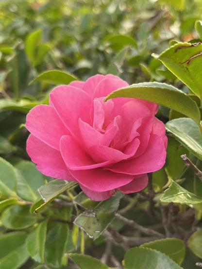 A fuchsia colored camellia flower looking a bit like a rose.