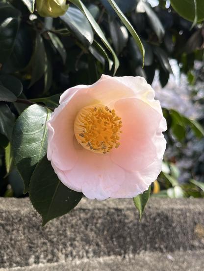 A camellia flower with a ring of very pale pink petals around a wide center of yellow stamens.