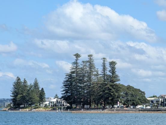 Tall Norfolk Pine trees on an urban river foreshore