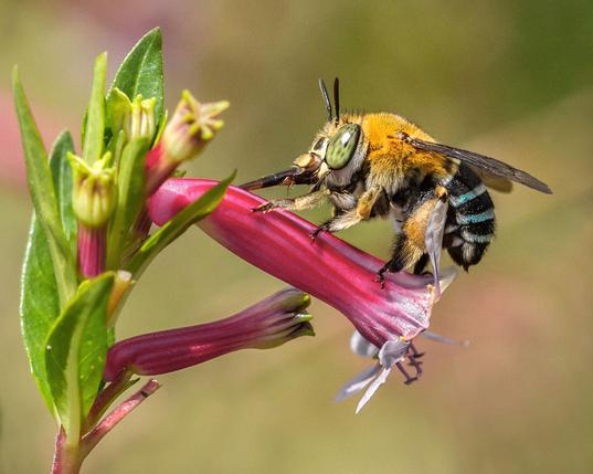 A blue banded bee on a flower.