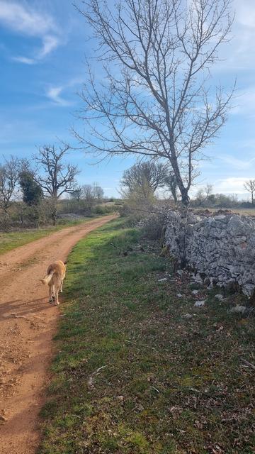 Un chemin sur le causse à la terre ocre, un banc d'herbe verte à  droite longe un mur de pierres sèches, à la moitié de l'image un arbre encore sans feuilles, sur le chemin un vieux chien marche tranquillement