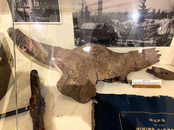 Bison skull displayed at CWCHS museum