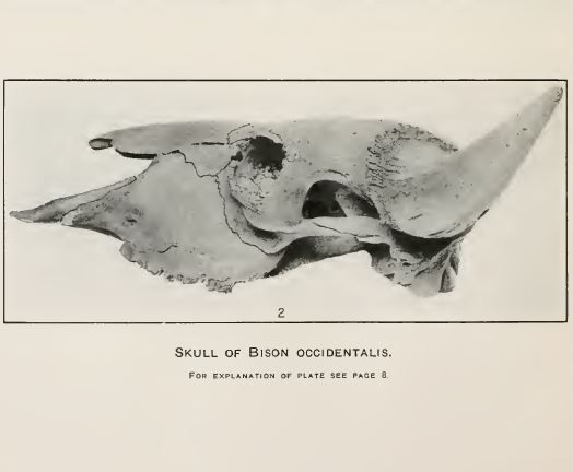 Skull plate from scientific publication.