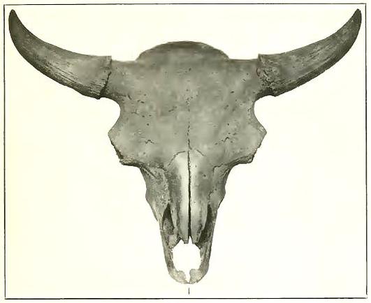 Skull plate from scientific publication.
